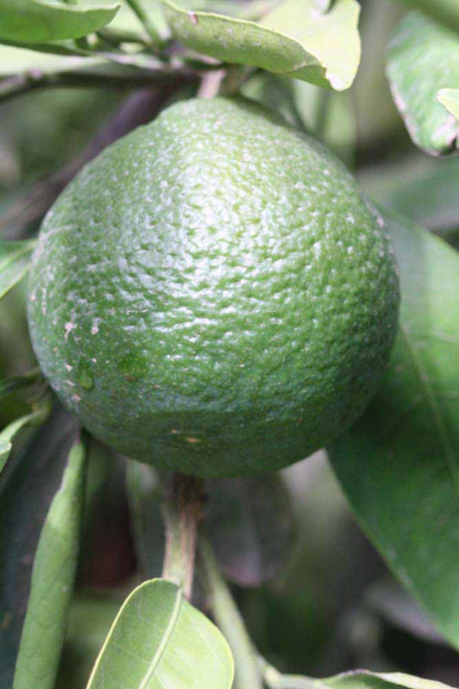            Immature fruit (Riverside, CA)   